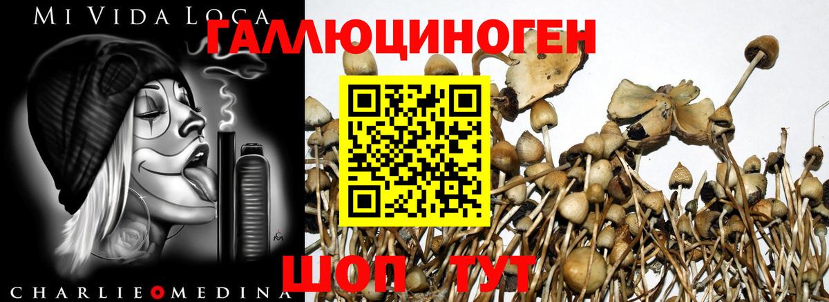 Благодарный  Псилоцибиновые грибы MAGIC MUSHROOMS  Галлюциногенные грибы GOLDEN TEACHER  закладка  Вход с VPN 